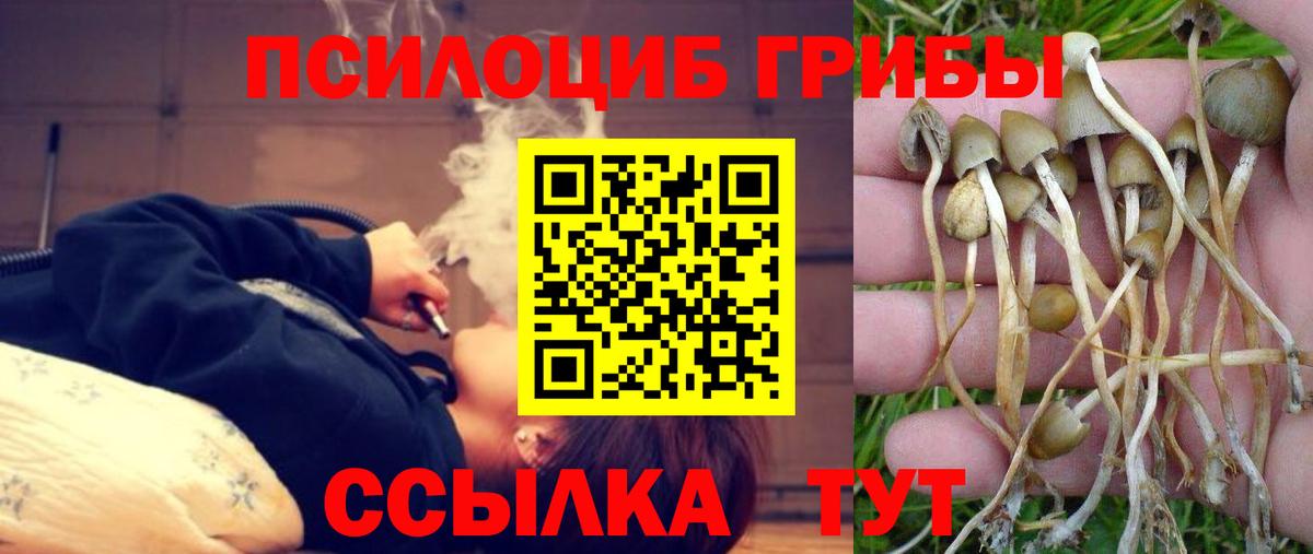 Галлюциногенные грибы Psilocybine cubensis Братск